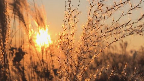 Close up shot of Silver feather grass swaying in wind at sunset