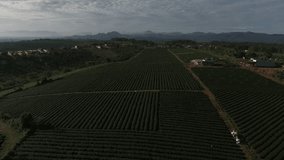 Green tea plantations, Bao Loc town, Da Lat city, Vietnam. ( View from drone )
