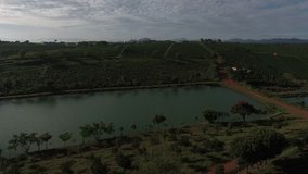 Green tea plantations, Bao Loc town, Da Lat city, Vietnam. ( View from drone )