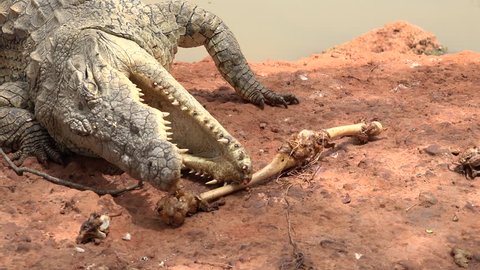 Nile crocodile eats in the riverside - Africa