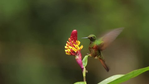 Sparkling green and orange-brown hummingbird Boissonneaua matthewsii,  Chestnut-breasted Coronet feeding on nectar from red and yellow flower, rainy day. San Isidro area, Ecuador 
