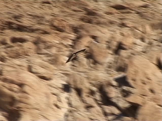 Eagle flight above the Himalayas mountains