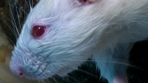 Albino rat with red eyes filled with pain and blood, attacked by constrictor snake, closeup shot