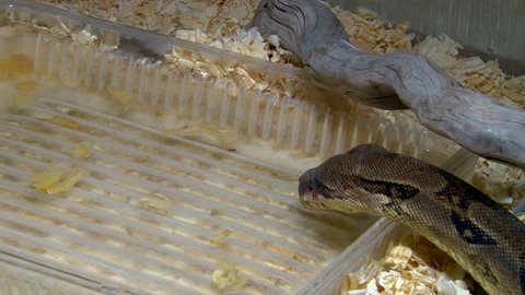 Constrictor snake drinking water in aquarium