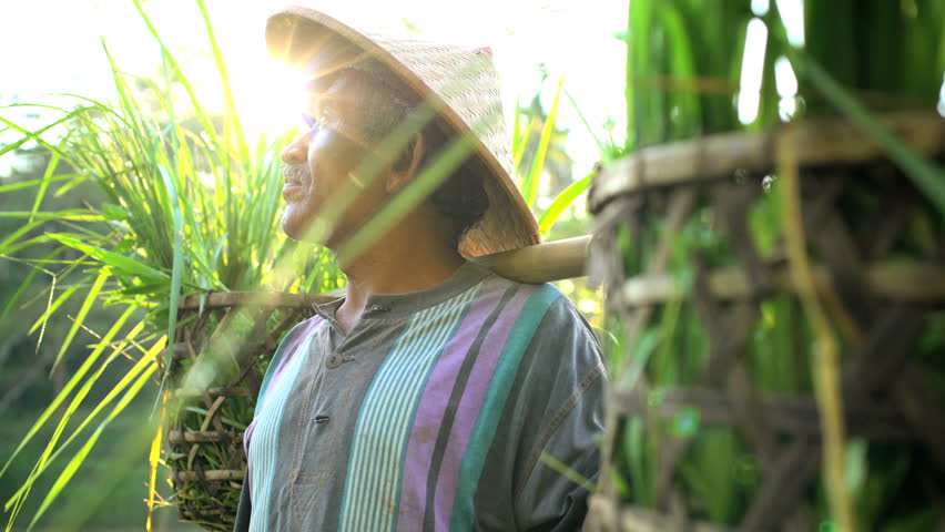 Male manual worker carrying baskets of gathered rice crop from tropical hillside farm field Bali Indonesia Asia