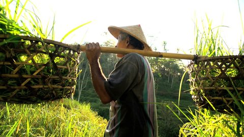 Tropical sun flare view of traditional Bali rice farmer working on hillside field carrying harvested rice crop Asia