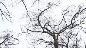 Point of view video of bare branches of winter trees. Camera spinning around. Christmas season. Real time full hd footage.