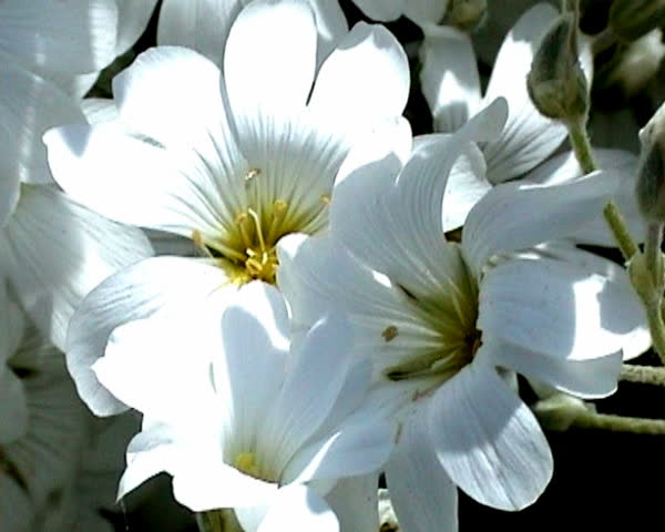 White flowers.