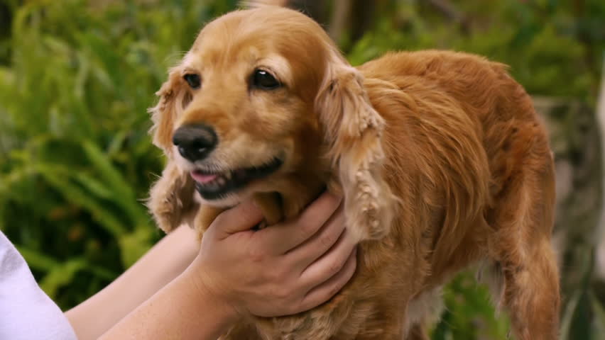 English Cocker Spaniel Dog Grooming Stock Footage Video (100% Royalty ...