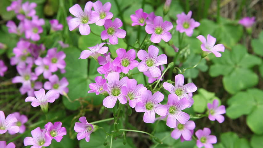 Pink Oxalis (oxalis Corymbosa) in Stock Footage Video (100% Royalty ...