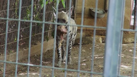 Striped Hyena in zoo, Tel Aviv, on September 24, 2015
