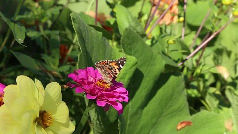 colourful butterflys of Painted lady (Vanessa cardui) and  European Peacock (Aglais io) bright flower of Zinnia