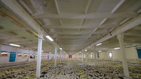 Chicken Farm poultry production