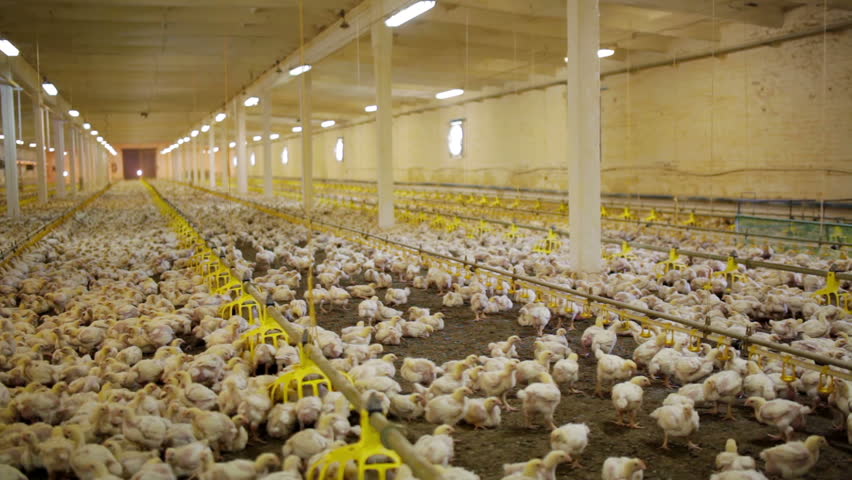 poultry farming and the indian economy Poltry industry role in indian economy uploaded by sastryassociates chartered poultry farming was included in various central and state government sponsored. poultry farming and the indian economy Poltry industry role in indian economy uploaded by sastryassociates chartered poultry farming was included in various central and state government sponsored.