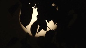 Looking at a full moon through the leaves of a tree