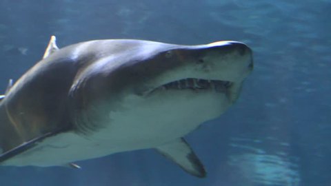 Underwater Sea Aquarium: Isolated Closeup of Great White Shark  4K