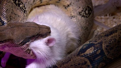 Constrictor snake eats the rat in swamp, closeup shot