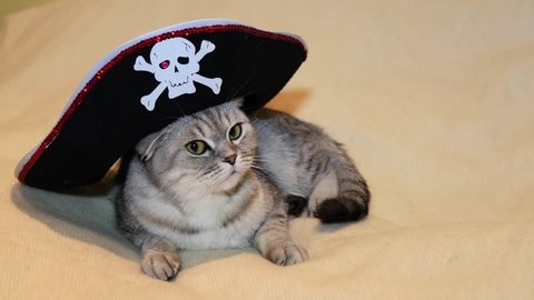 Awesome scottish fold cat in the image of a pirate