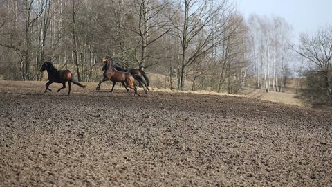 The horses are running along the meadow in spring