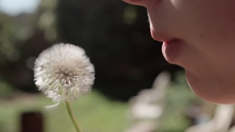 Blowing dandelions - slow motion