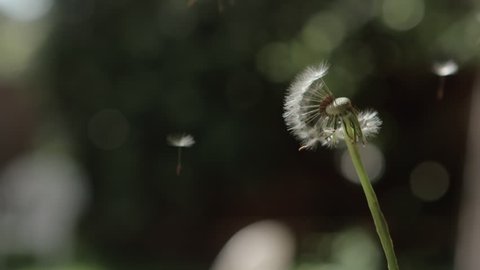 dandelion seeds blowing in wind - slow motion