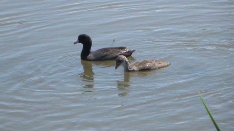A mother coot and her young dabbling and diving for food in a lake; Green Valley Park in Payson Arizona
