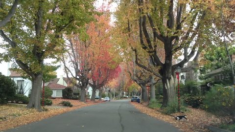HD Video driving down street, tall Liquid amber, commonly called sweetgum tree, or American Sweet gum, lining the older neighborhood. cat runs across the road, Christmas decorations up.