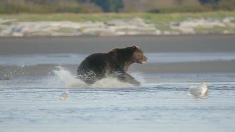 [KATMAI 07]Grizzly Bear Catches Fish in Water