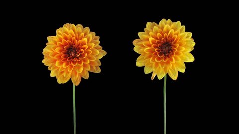Time-lapse of growing and opening orange dahlia (georgine) flowers 7e5 in UHD 4K PNG+ format with ALPHA transparency channel isolated on black background

