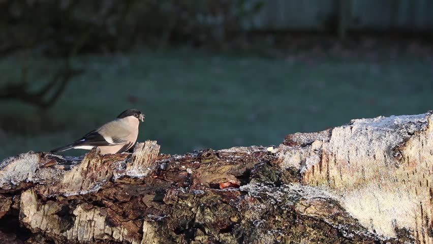 Colourful garden birds, Female and Male Bullfinch on Silver birch log. Female keeps chasing Male away.