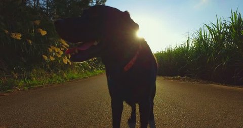 Black Labrador takes a walk, tracking shot