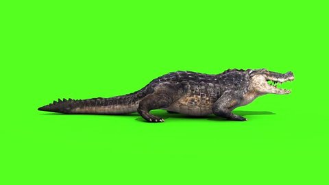 Alligator Crocodile Reptile Static Walks Side Loop Green Screen