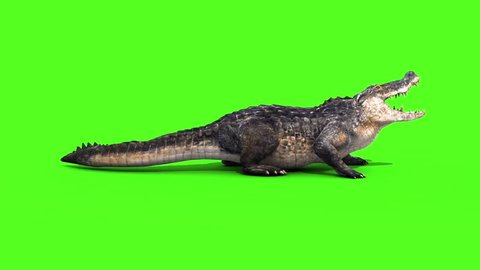 Alligator Crocodile Reptile Attacks Side Loop Green Screen
