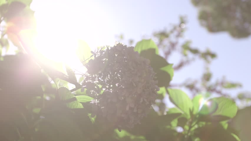 Backlit Trees and flowers with flare 19
 Shooting a backlit tree in summer | Shutterstock HD Video #22197631
