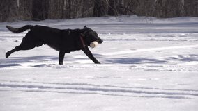 A slow motion shot of a dog running through snow and fetching a practice dummy.