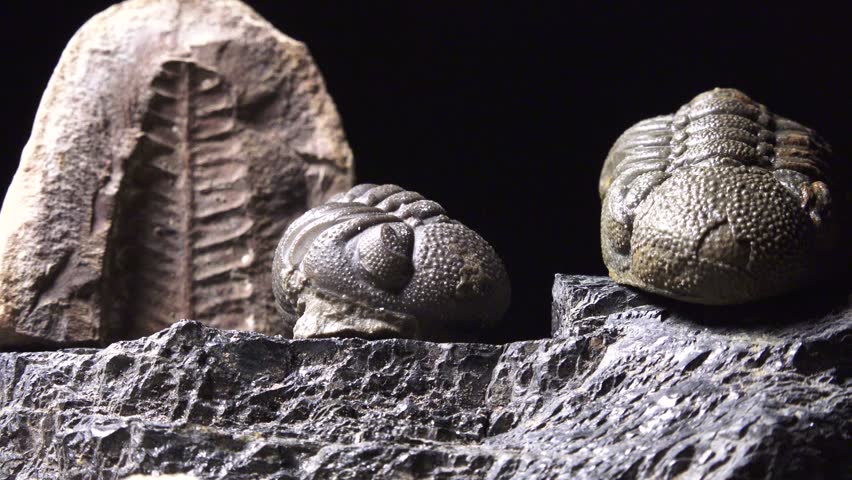 Phacops trilobite and fern fossils resting on a chunk of coal with shifting light. Animals and plants millions of years old that produce todays energy needs.