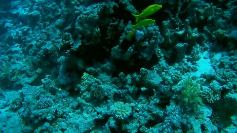 Broomtail Wrasse - Cheilinus lunulatus swims near coral reef