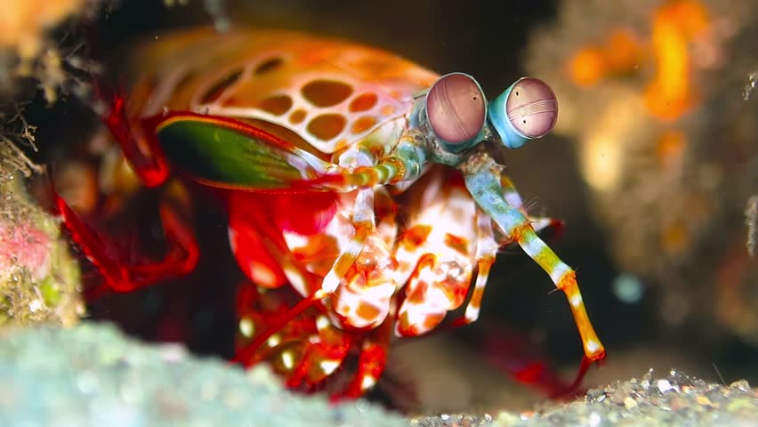 Harlequin peacock mantis shrimp in the coral reef cave, in the sea. Underwater macro marine life footage taken during scuba diving. Indo pacific adventure exotic vacation. Royalty-Free Stock Footage #22204627