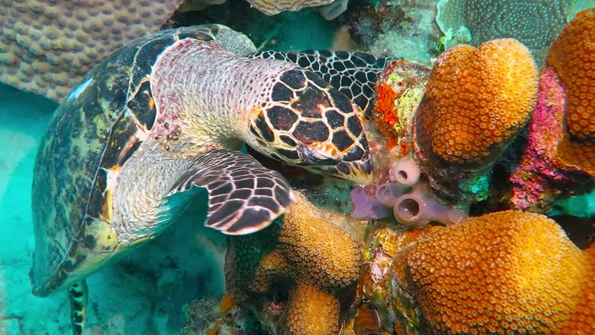 Hawksbill sea turtle (Eretmochelys imbricata) eating coral reef and curious fish swimming around. Scuba diving with turtles. Corals and marine life, underwater video. Royalty-Free Stock Footage #22204630