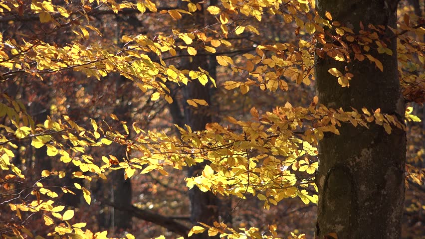 Beautiful autumn forest, golden leaves, sunny day