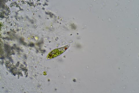 Single-celled flagellate Euglena under the microscope