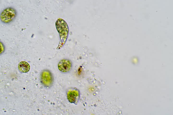 Single Celled Flagellate Euglena Under The Arkivvideomateriale 100 Royaltyfritt 22209601 Shutterstock