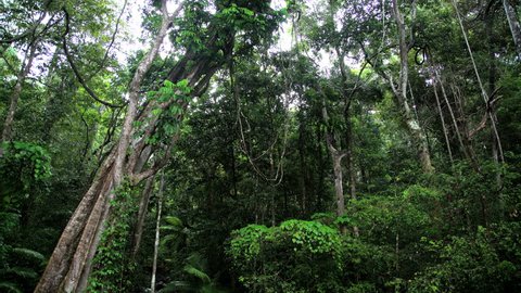 Woodland tree canopy and lush green tropical vegetation in Daintree Rainforest in Queensland Australia