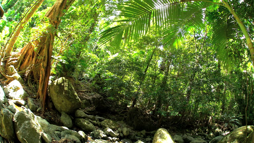 tropical climate daintree rainforest rocks woodland Stock Footage Video ...