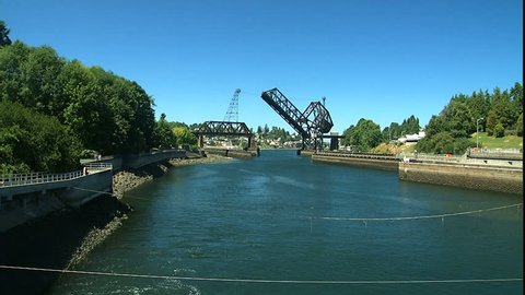 Salmon jumping and swimming near bridge and Seattle locks