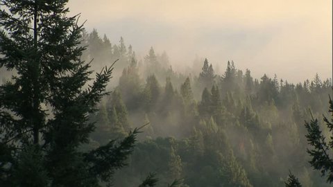 Pan shot of fog through trees for time lapse