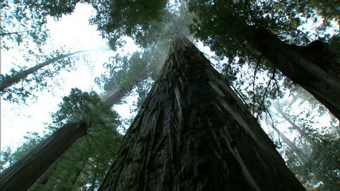 Tilt up view of giant redwood