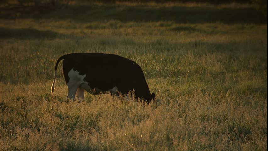 Sunrise  and grazing cows in rural Wisconsin just after sunrise