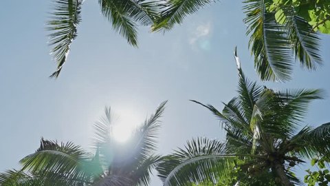 Footage of sun's rays piercing through the palm leaves. Shot in 4k.