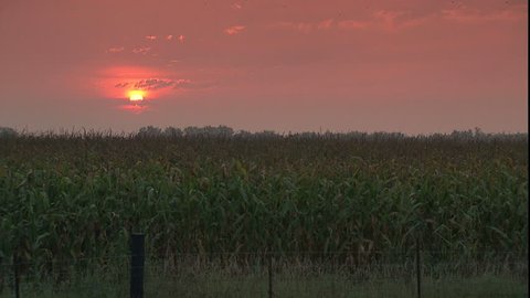 Cornfield in Iowa 스톡 비디오